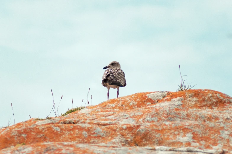 a seagull is perched on the top of a rock