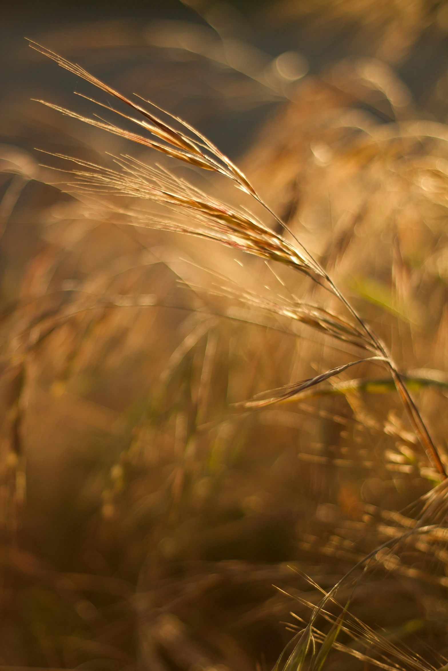 a bunch of grass that is in some kind of field