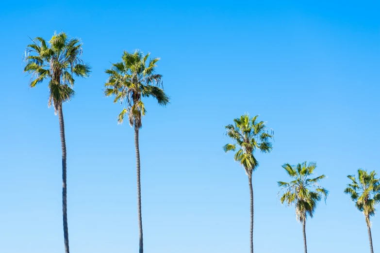 the tall palm trees in this tropical park are tall