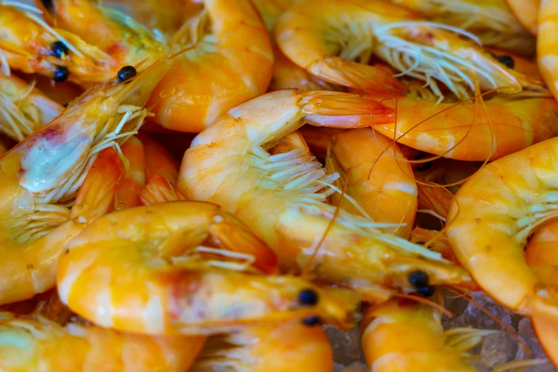 shrimp are being prepared for the winter or fall