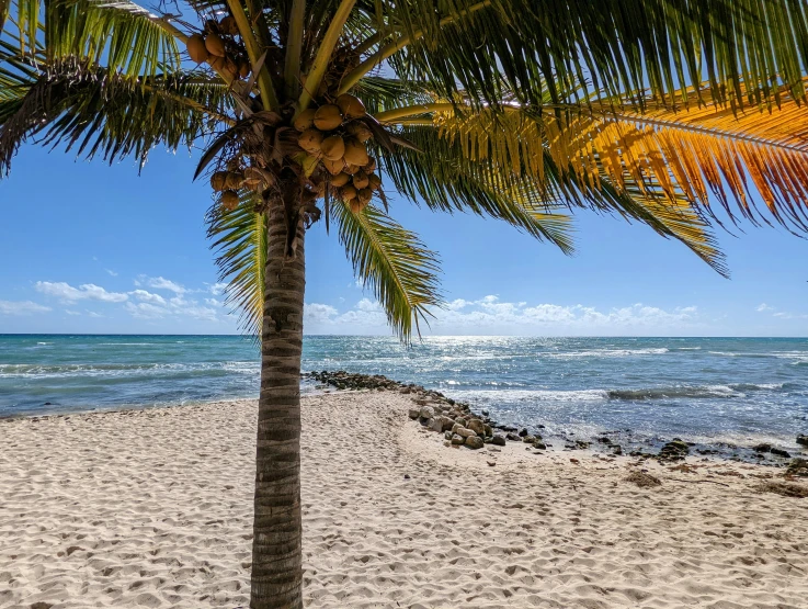 palm tree with clear water in the distance