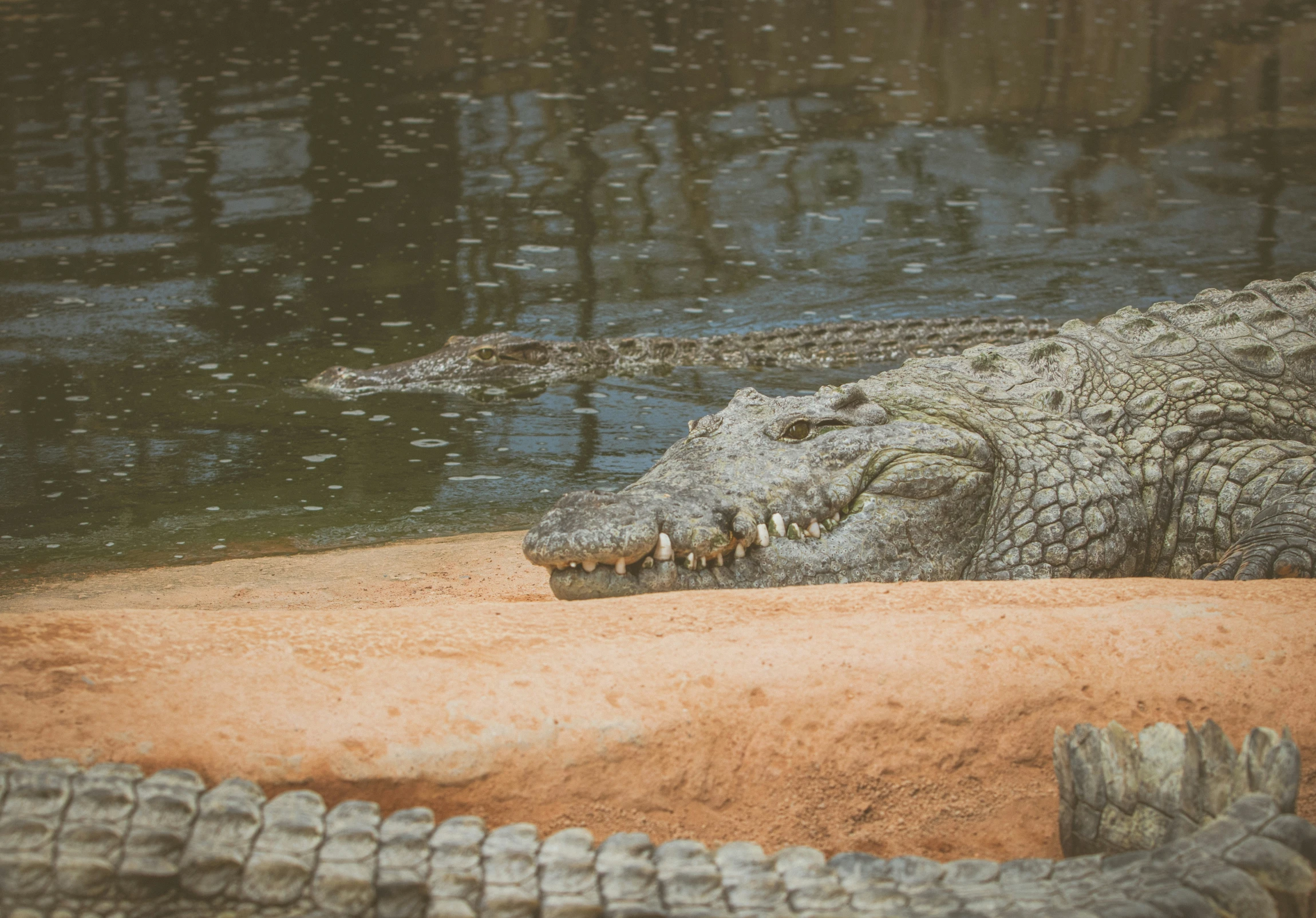 an alligator resting its head on a rock while water is running through