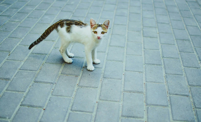 a small cat stands on a blue brick sidewalk