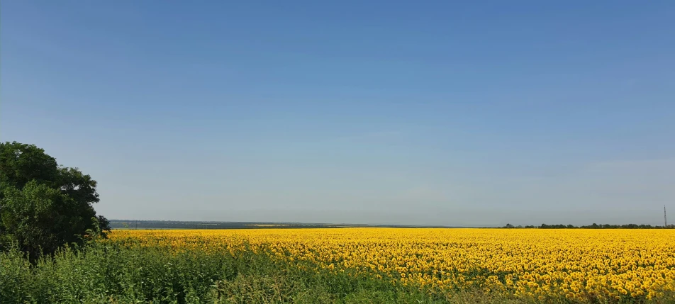 a large field of yellow flowers under a blue sky