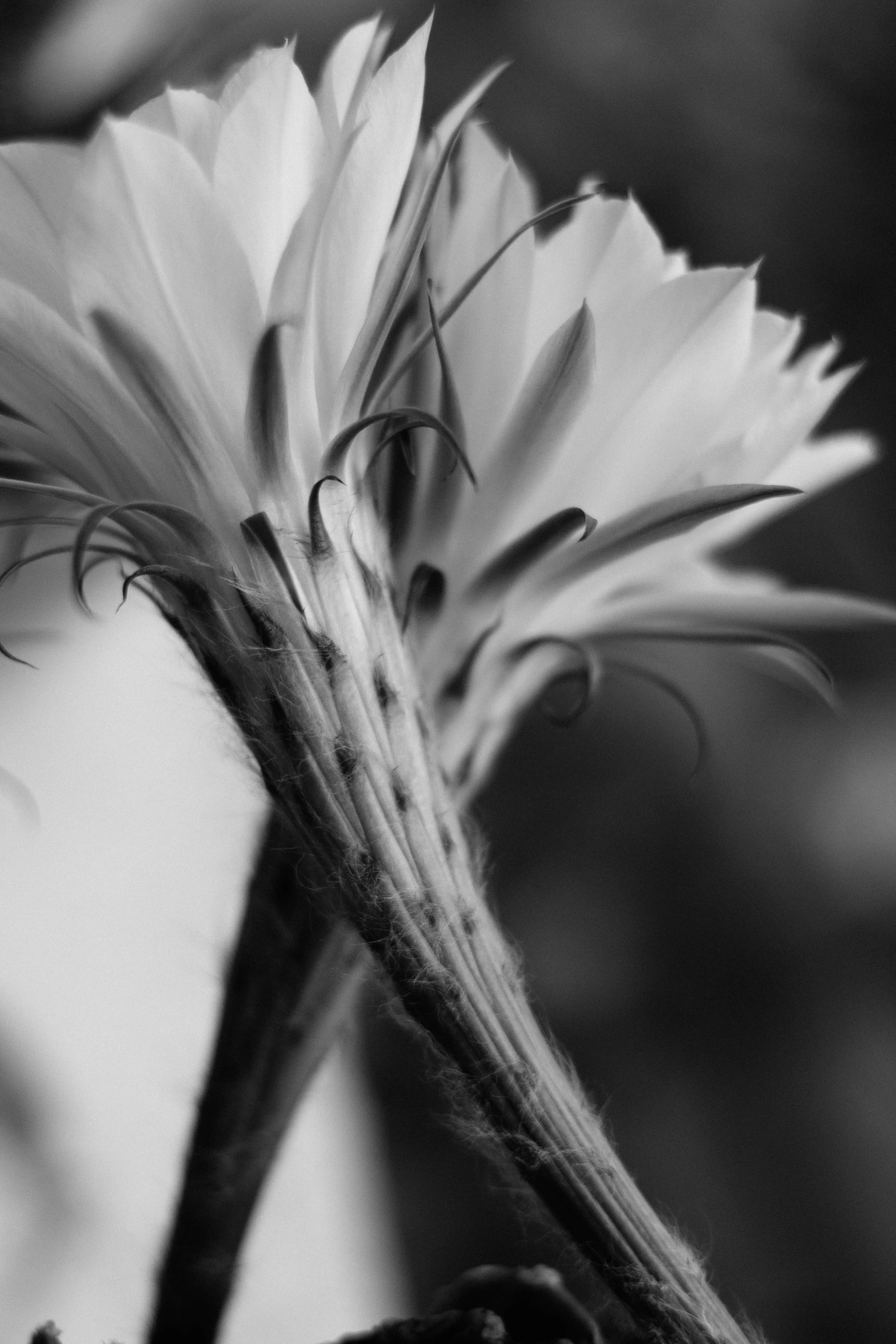 a black and white pograph of a flower