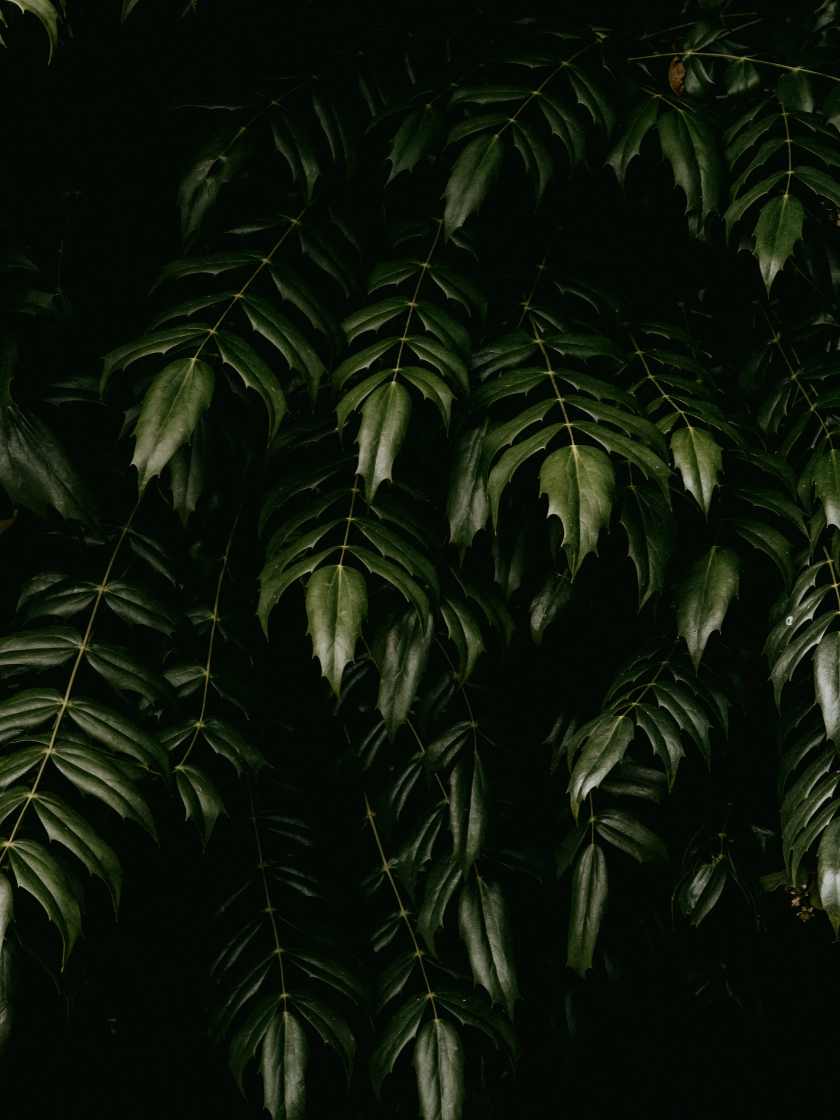 a large tree in the dark with many leaves