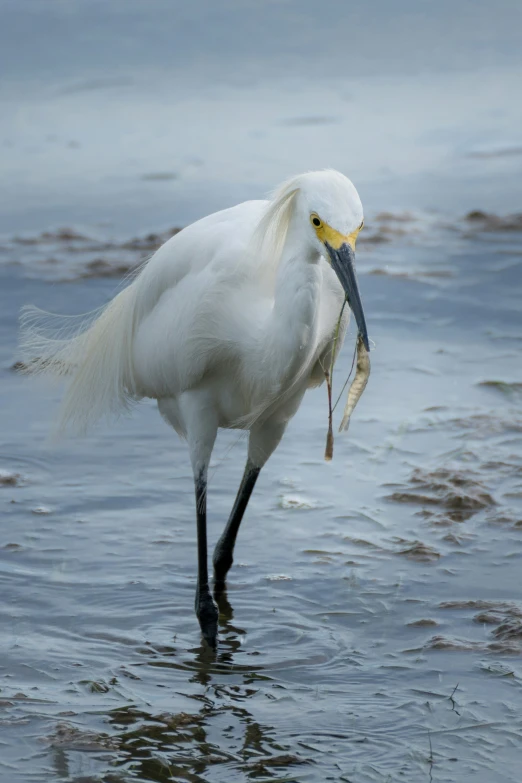 a white bird is standing in some water