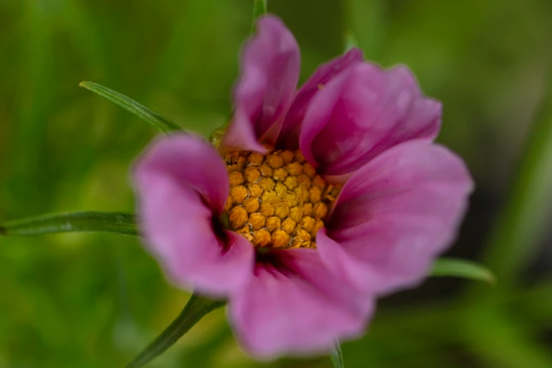 there is a purple flower that has yellow inside of it