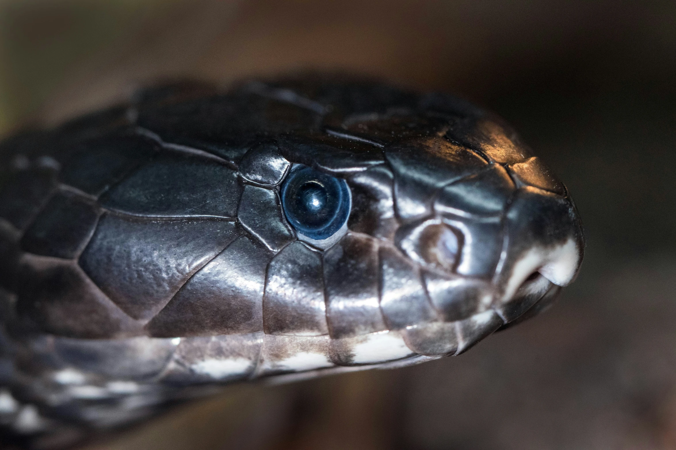 a brown snake that has a large, wide - open mouth