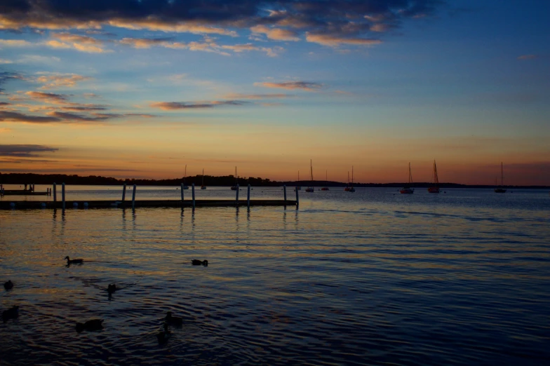 ducks swim on the water at sunset while a boat sails in the background