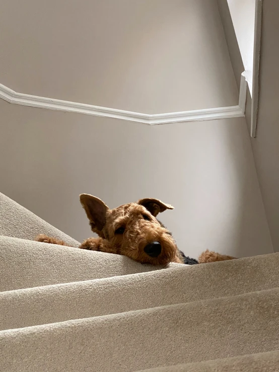 a small brown dog sitting on top of some steps