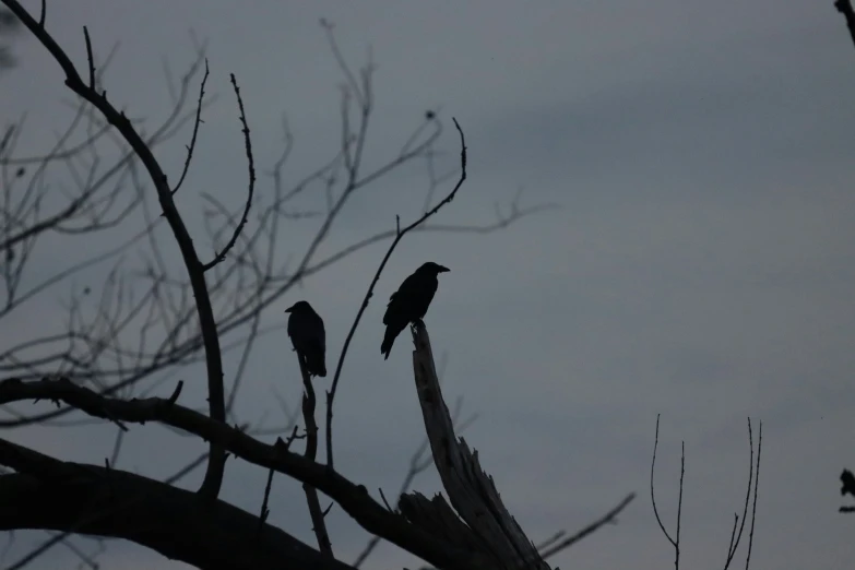 two black birds sitting on tree nches with no leaves