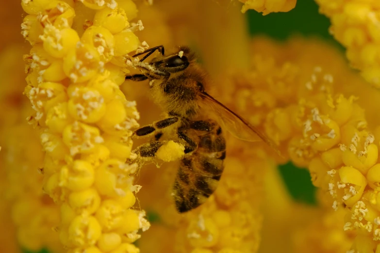 a close up of a bee on a flower