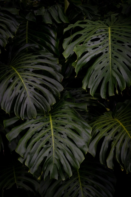 the green leaves of a tropical plant are shown