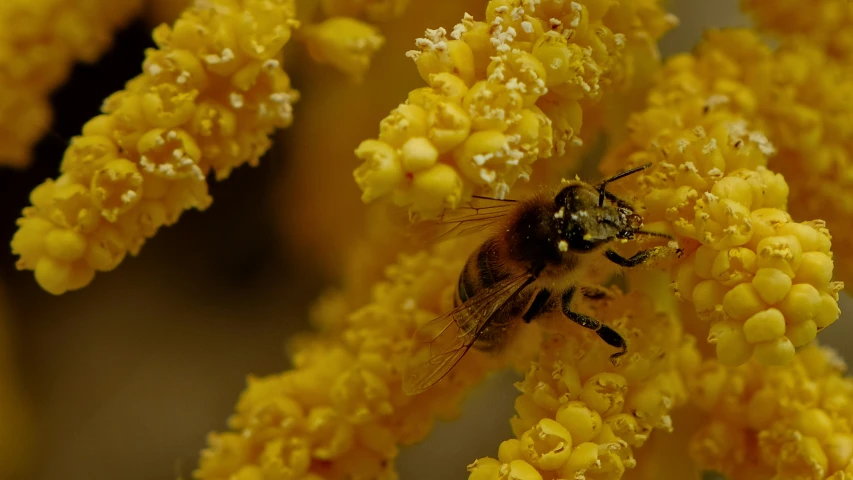 a fly is flying by itself with it's head close to the ground