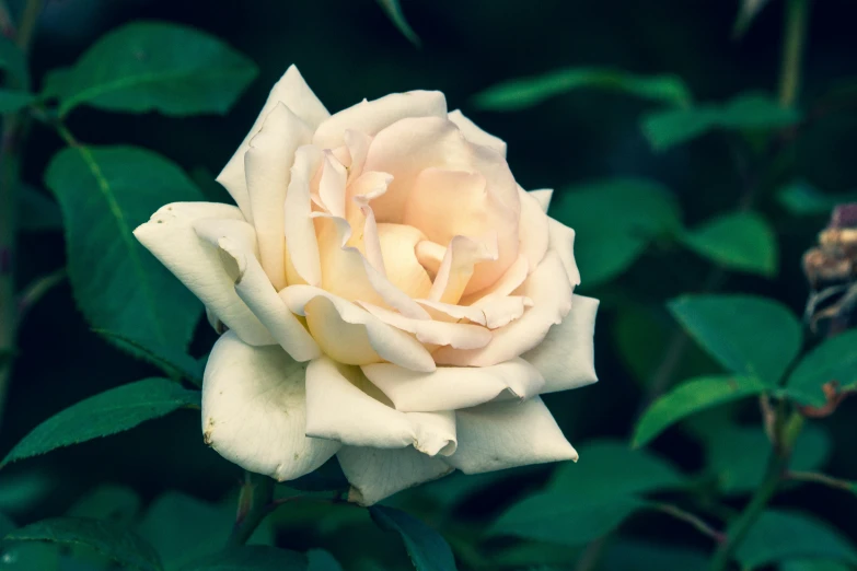 a close up view of a pink rose in bloom