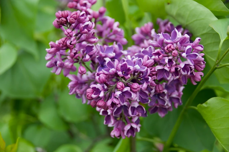 a close up of purple flowers near many green leaves