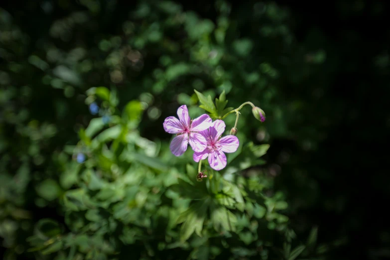 a purple flower in the middle of a bush