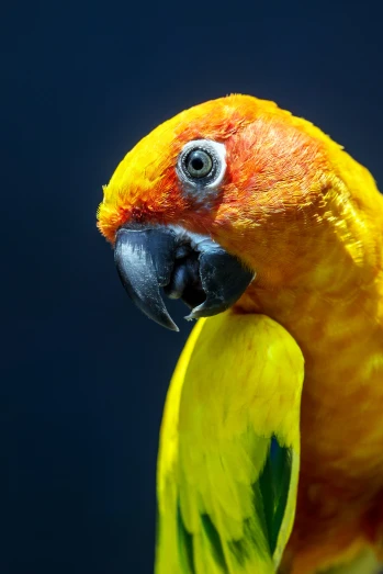 a parrot with yellow and orange feathers sits on top of a green perch