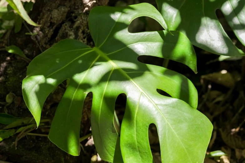 the green leaves of a large plant