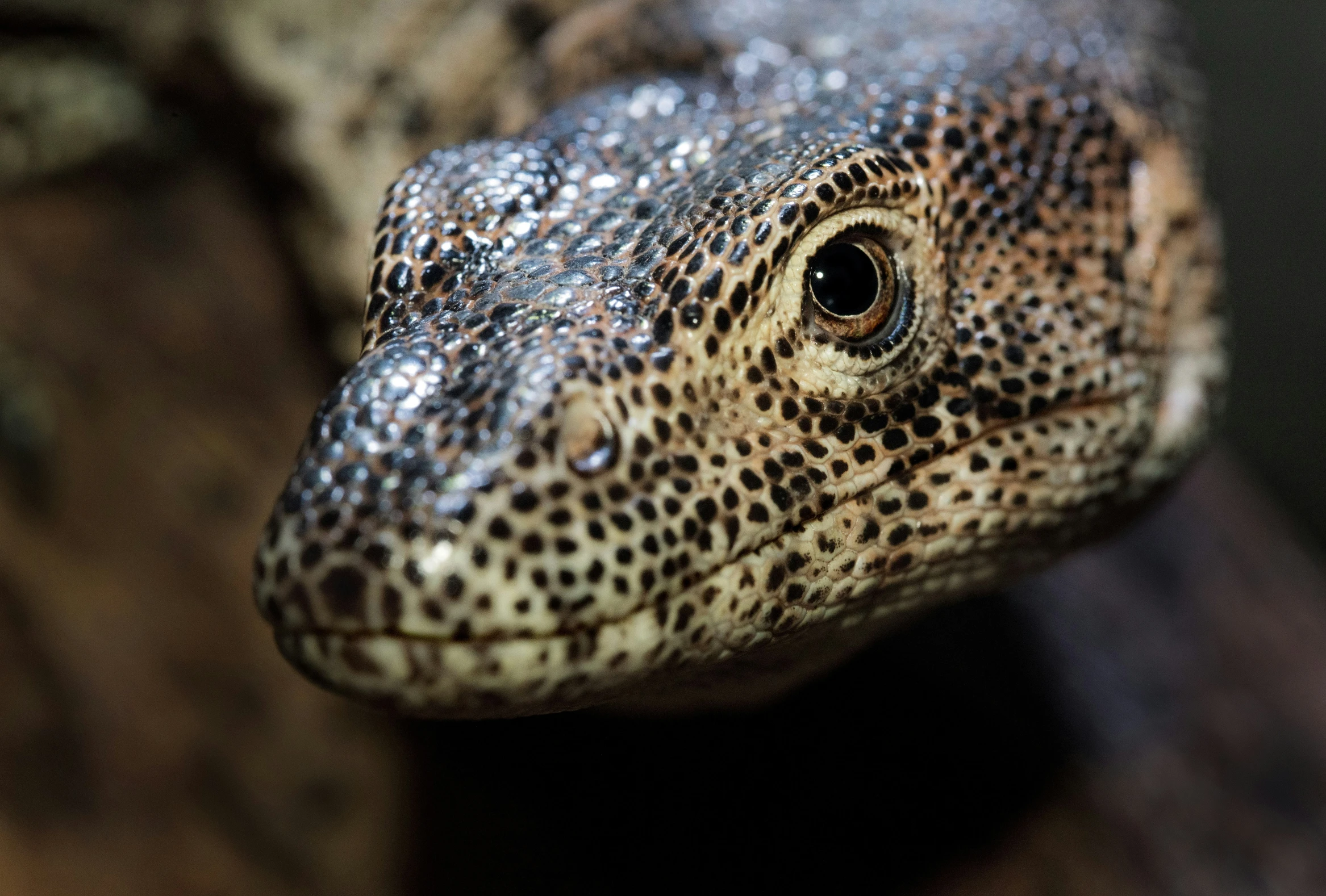 close up image of an animal's head, the head of the lizard is seen