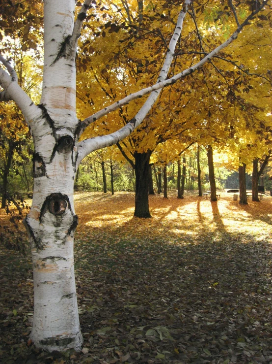a white tree standing in front of yellow trees