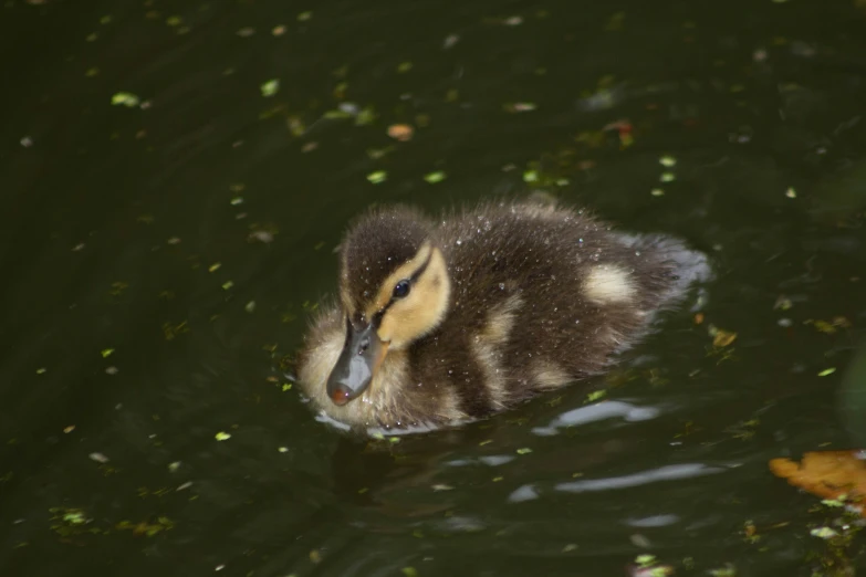 a duckling is swimming in a small lake