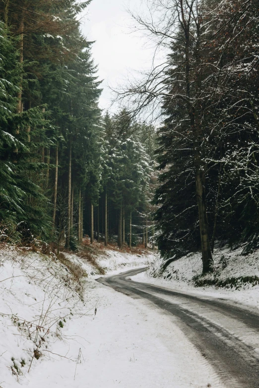 snowy street near several trees with snow on ground