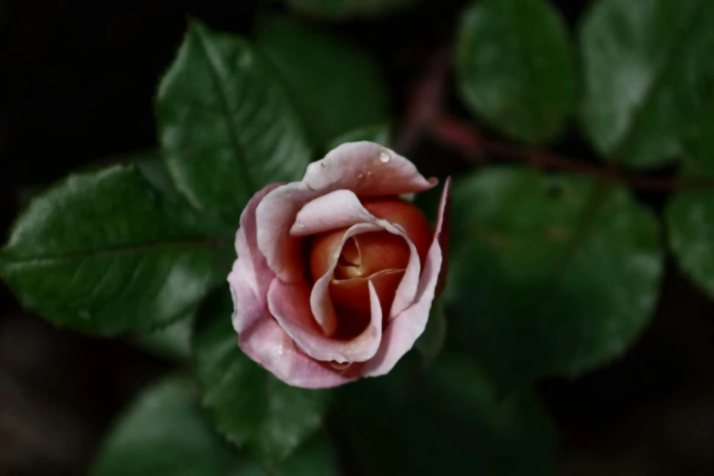 a pink flower is sitting among green leaves