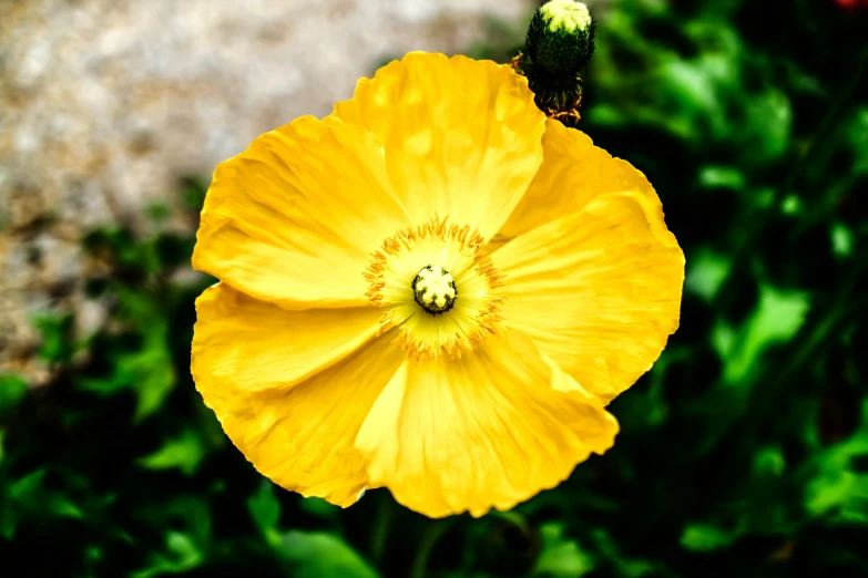 a yellow flower with some green leaves