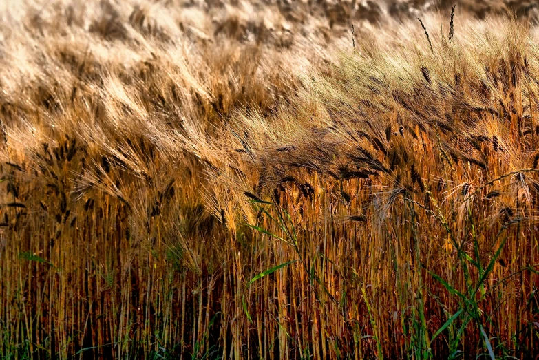 an up - close po of a dry, grassy area with yellow stalks