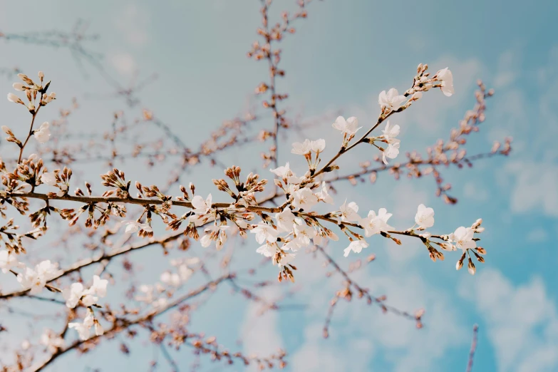 the nches of an unripe tree with flowers