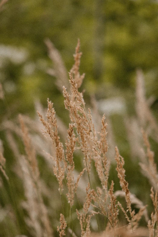 a closeup s of some very pretty weeds