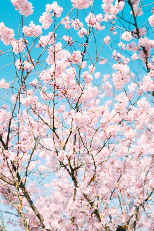 pink cherry blossoms and blue sky as a background