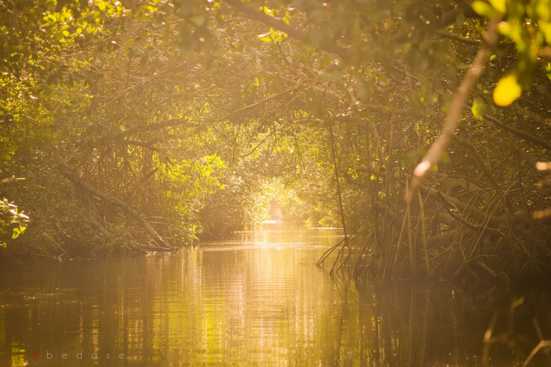 sun coming up through trees over the water