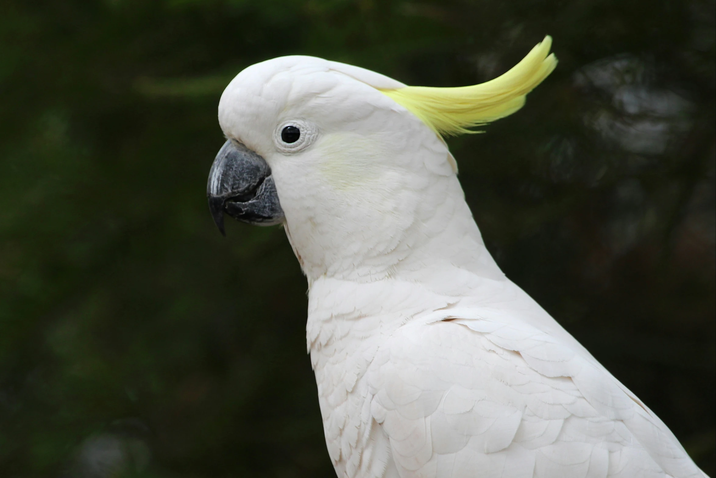 a white bird with yellow mane and eyes