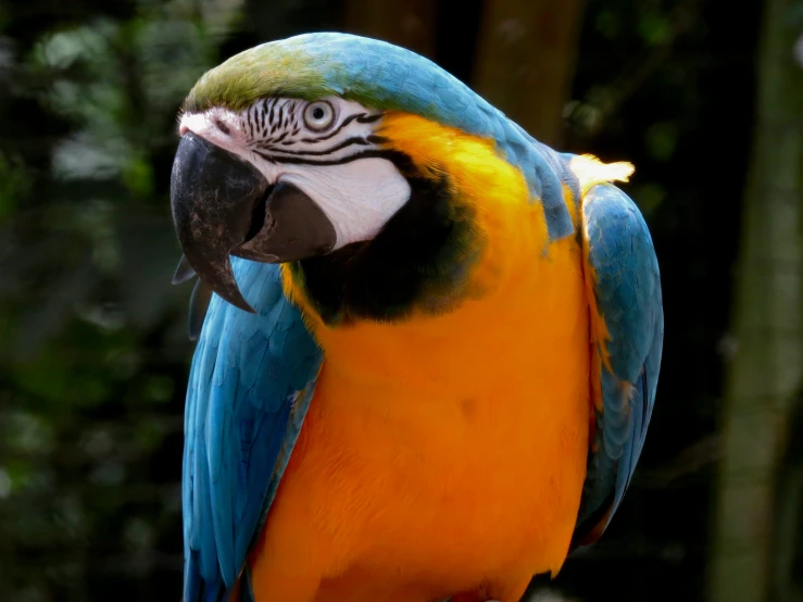 a brightly colored bird sitting on a palm tree