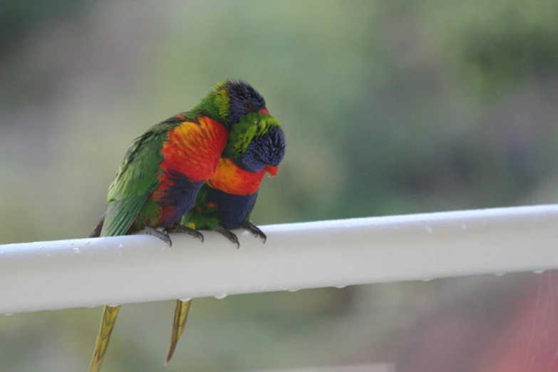 two rainbow colored birds on the end of a white railing