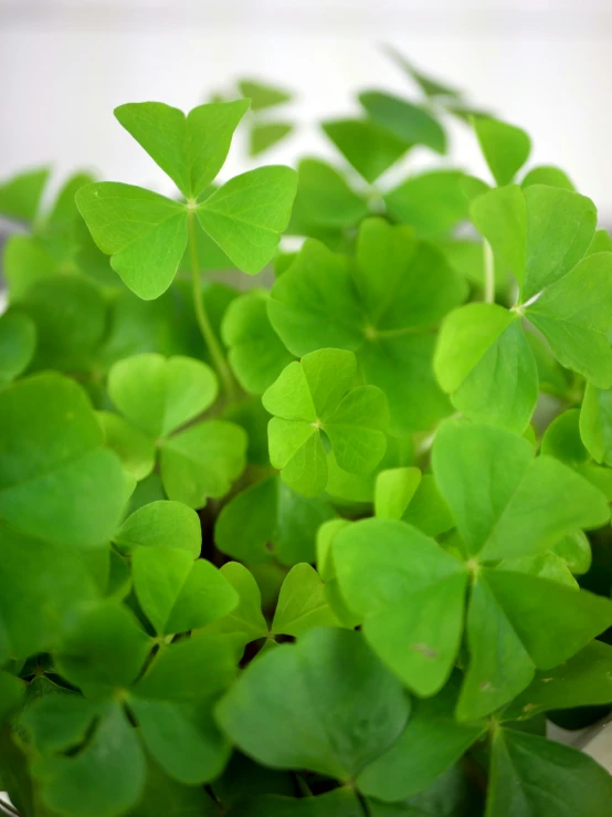 a closeup view of the leaves of an unfurnished plant