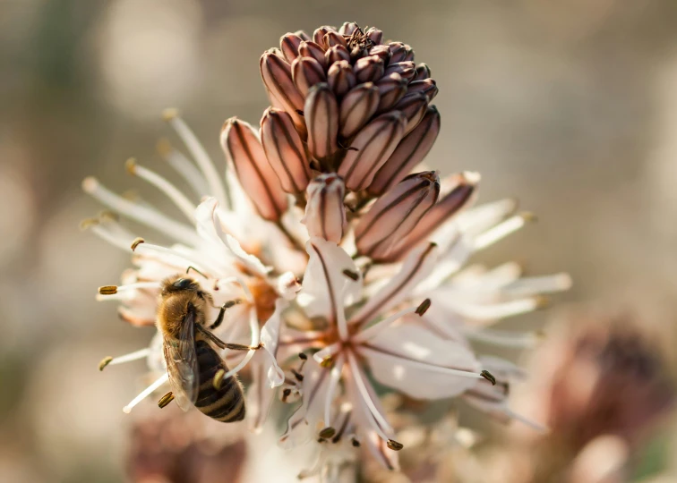 a bee is crawling near a flower