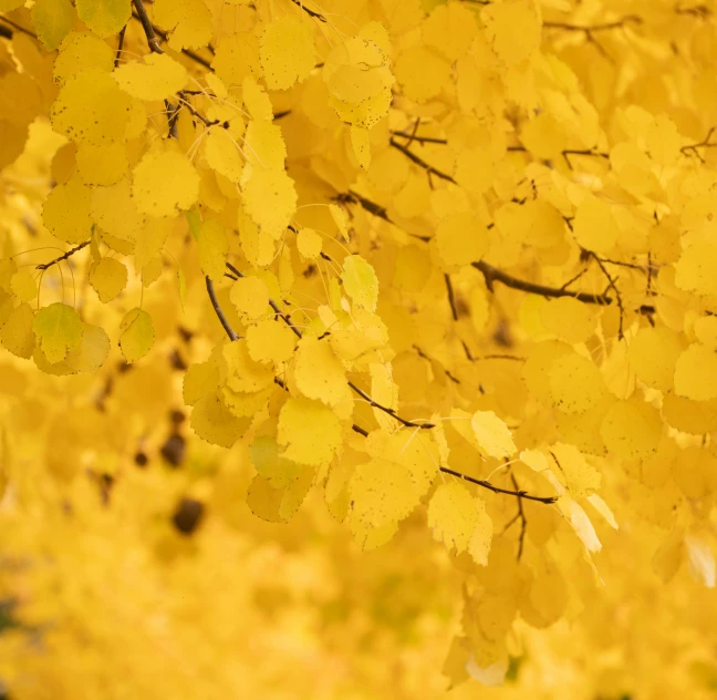 a tree with many yellow leaves has orange yellow nches and is in fall