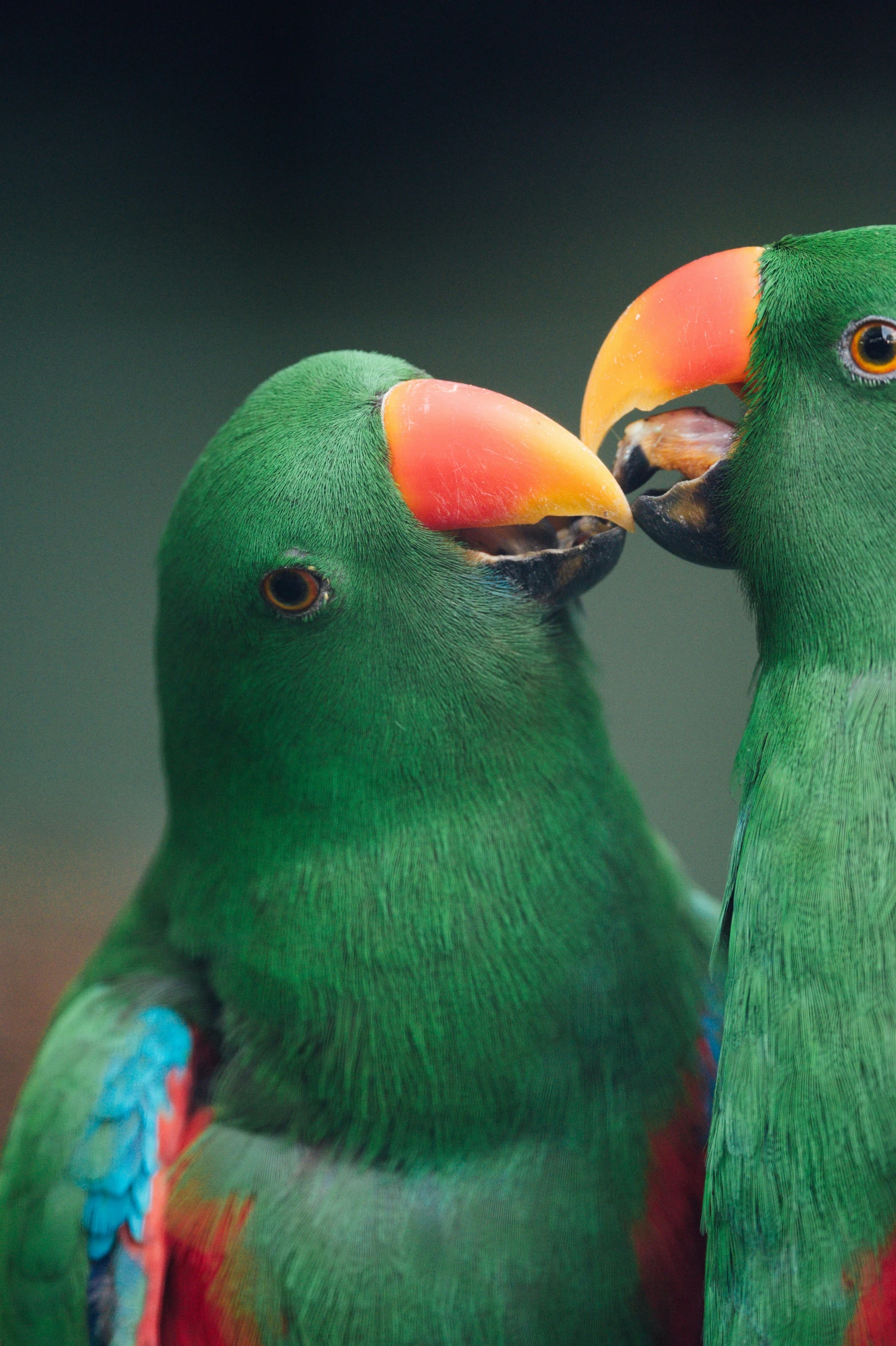 two green birds with red beaks are touching each other