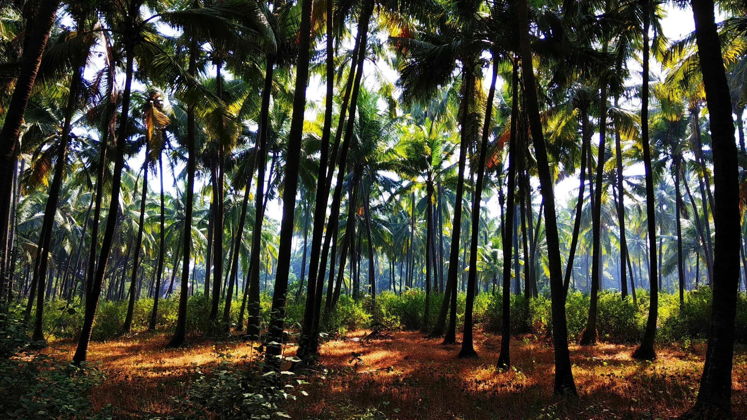 the sun shines through the trees in a grove of palm trees