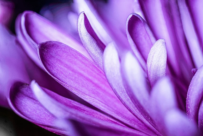 a purple flower with white stamen petals