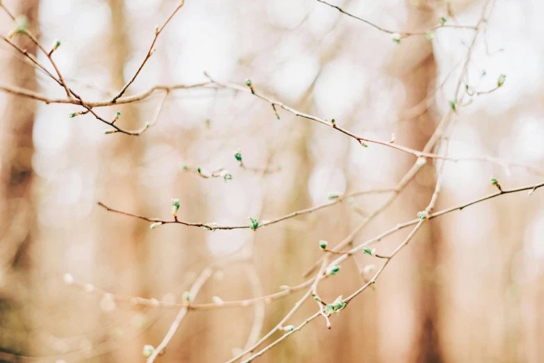 tree nches with small leaves during the day