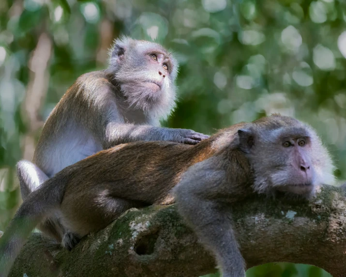 two monkeys sitting on a nch in the woods