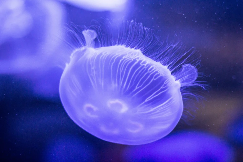 there is a jellyfish with a very long nose