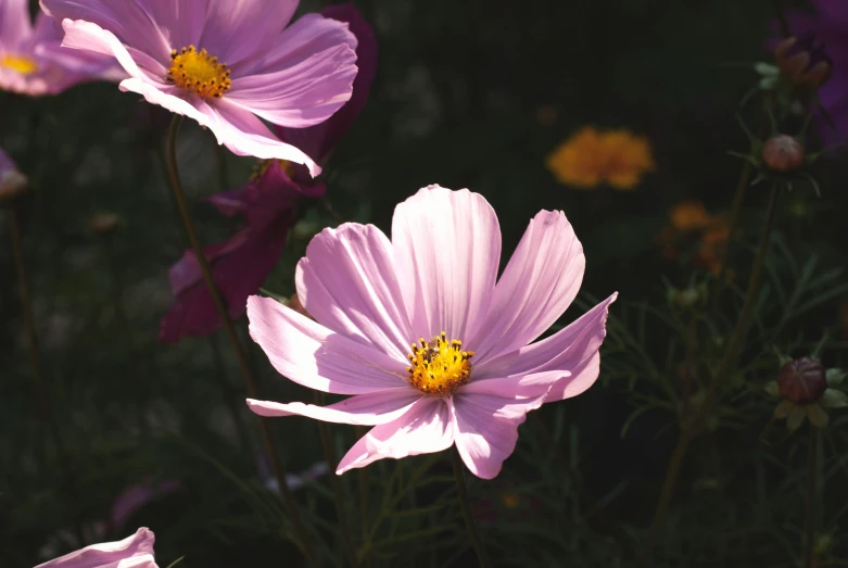 purple flower with yellow centre and many other pink flowers around