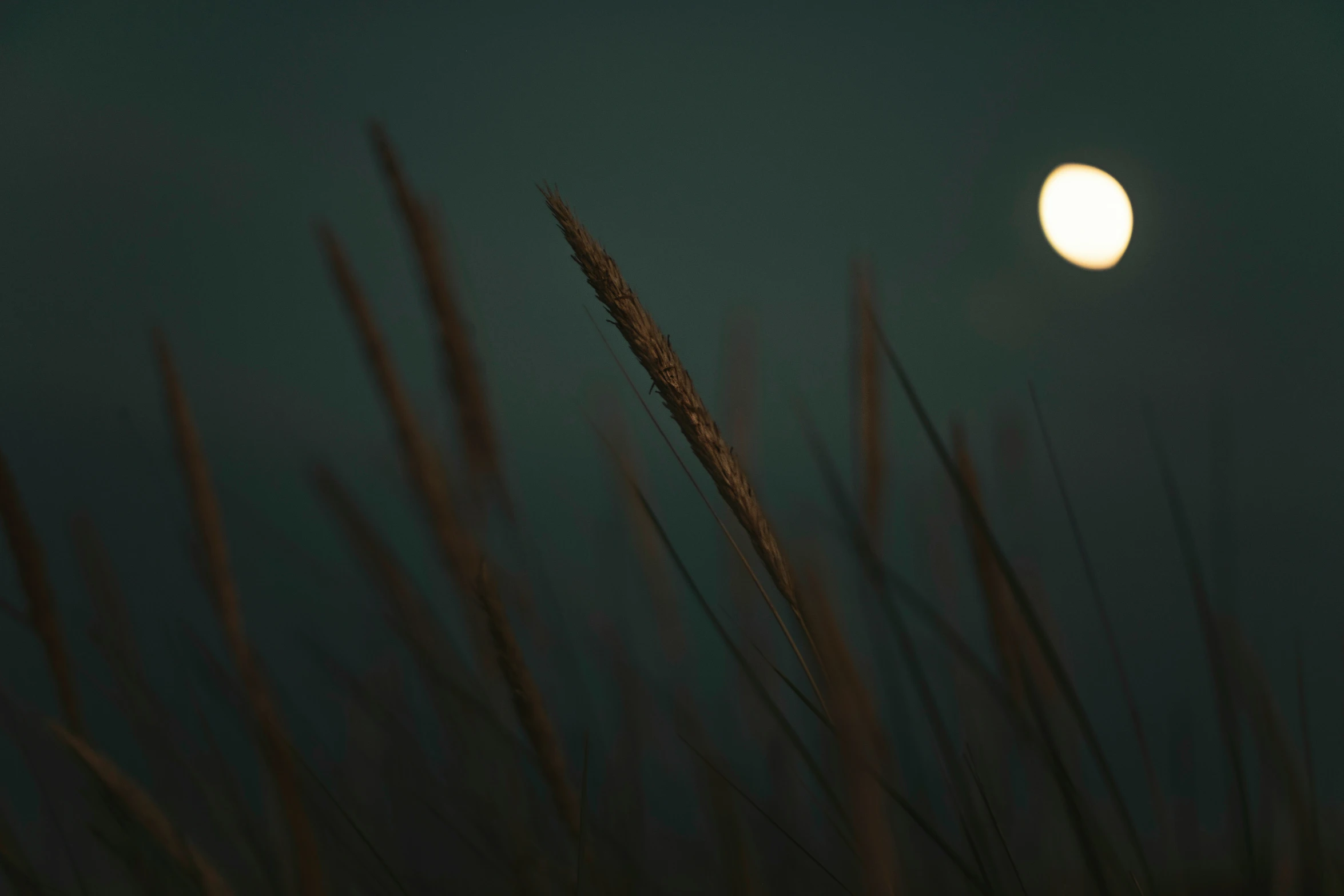 a full moon is seen over a grassy area