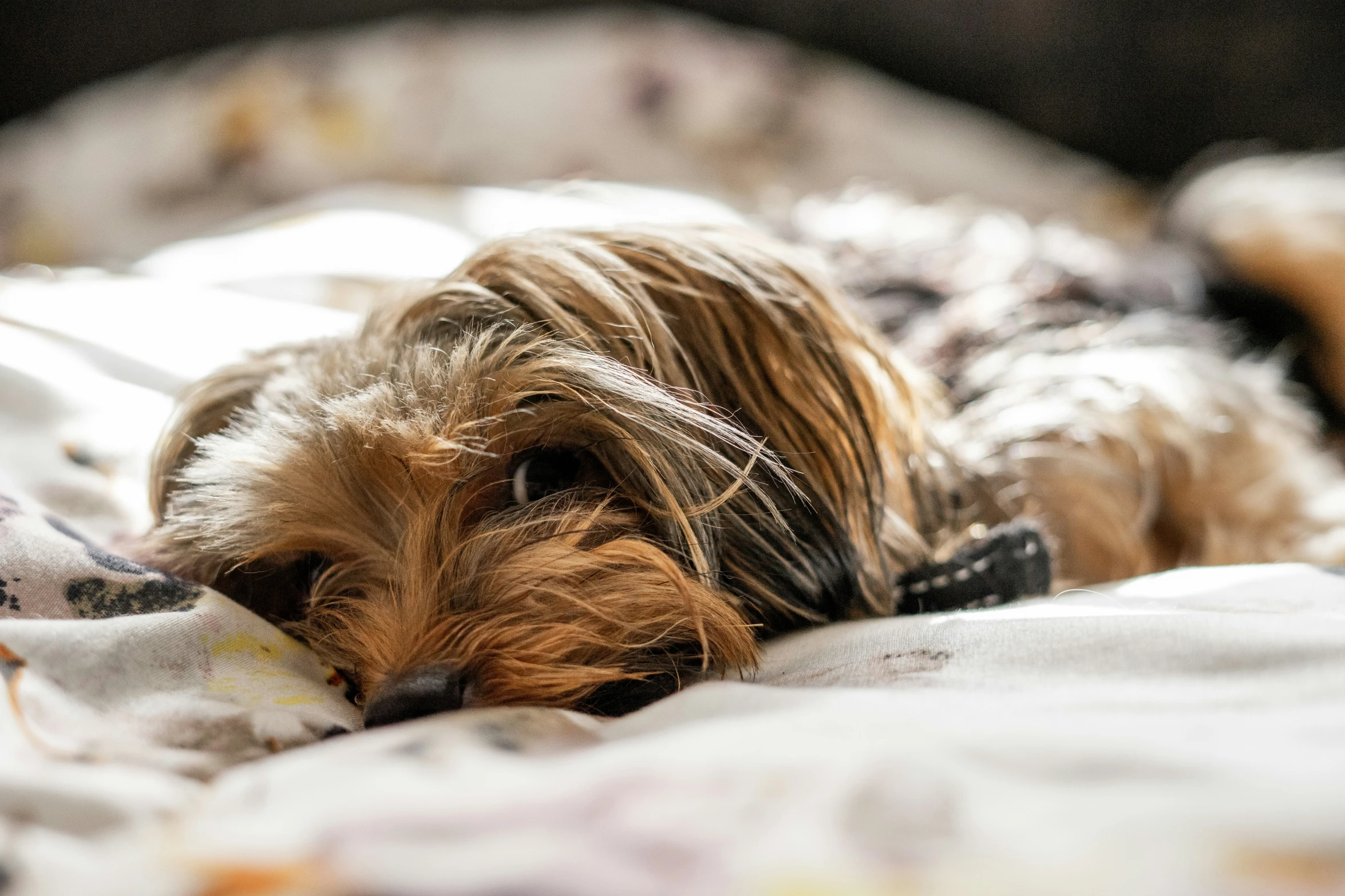 the small brown dog is relaxing on the bed